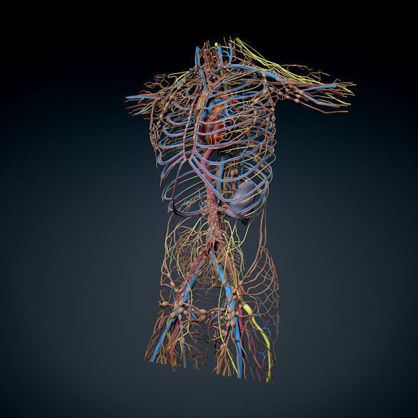 Human Male Torso 3D Model – Anatomically Accurate with PBR Textures - View 31