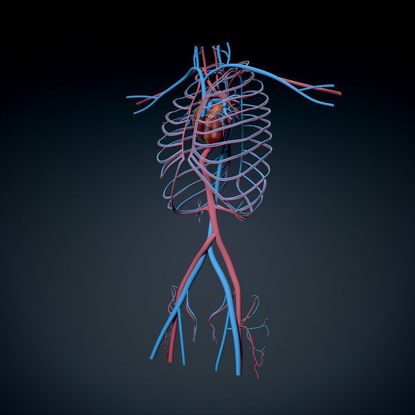 Human Male Torso 3D Model – Anatomically Accurate with PBR Textures - View 32