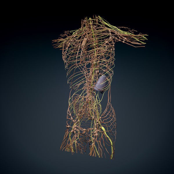 Human Male Torso 3D Model – Anatomically Accurate with PBR Textures - View 33