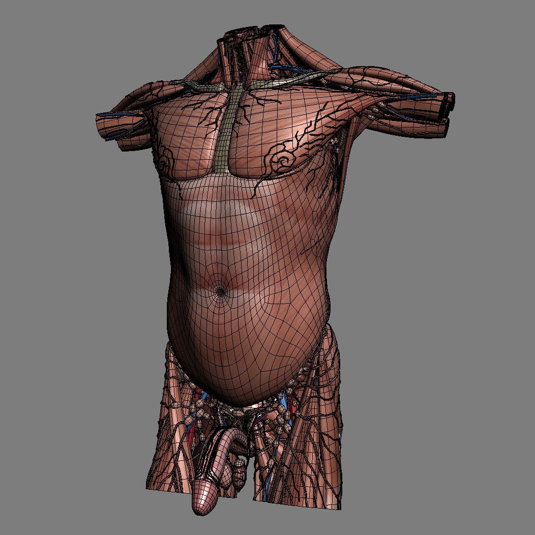 Human Male Torso 3D Model – Anatomically Accurate with PBR Textures - View 35