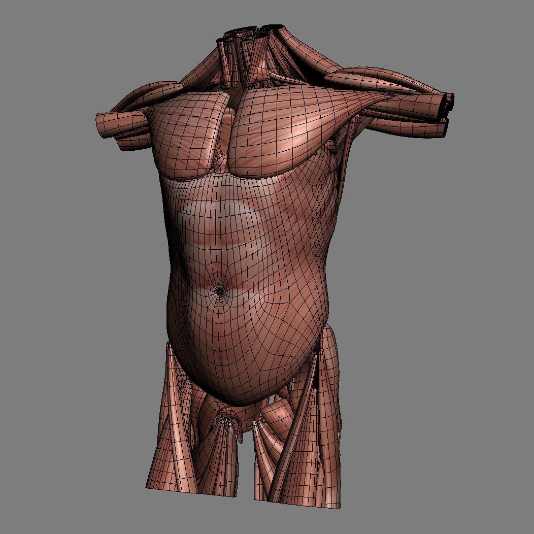 Human Male Torso 3D Model – Anatomically Accurate with PBR Textures - View 36