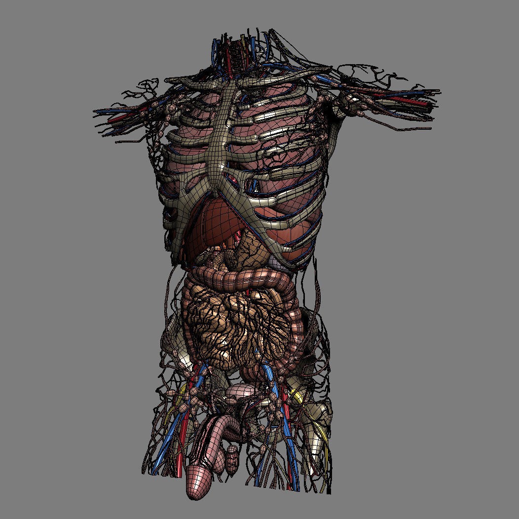 Human Male Torso 3D Model – Anatomically Accurate with PBR Textures - View 37