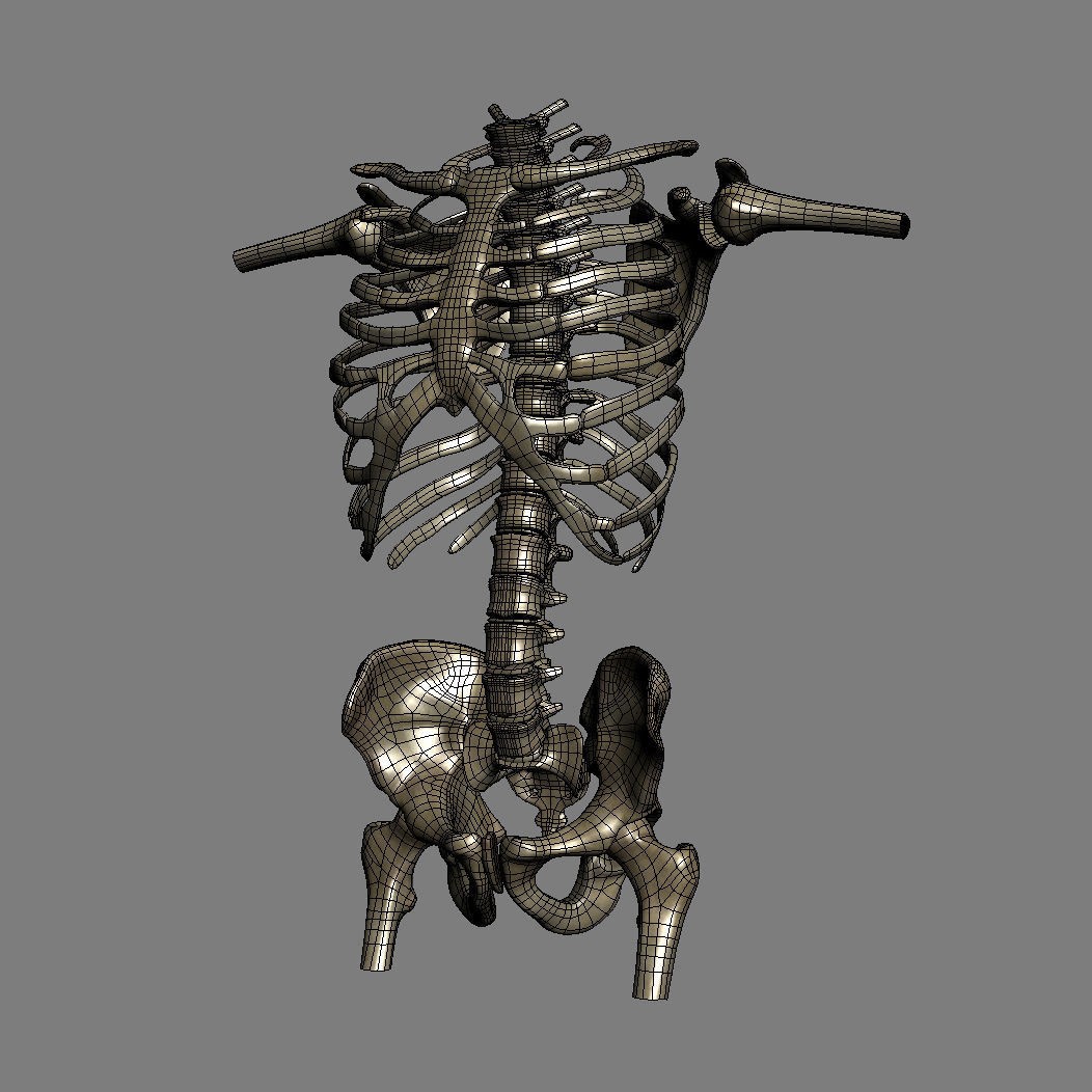 Human Male Torso 3D Model – Anatomically Accurate with PBR Textures - View 38