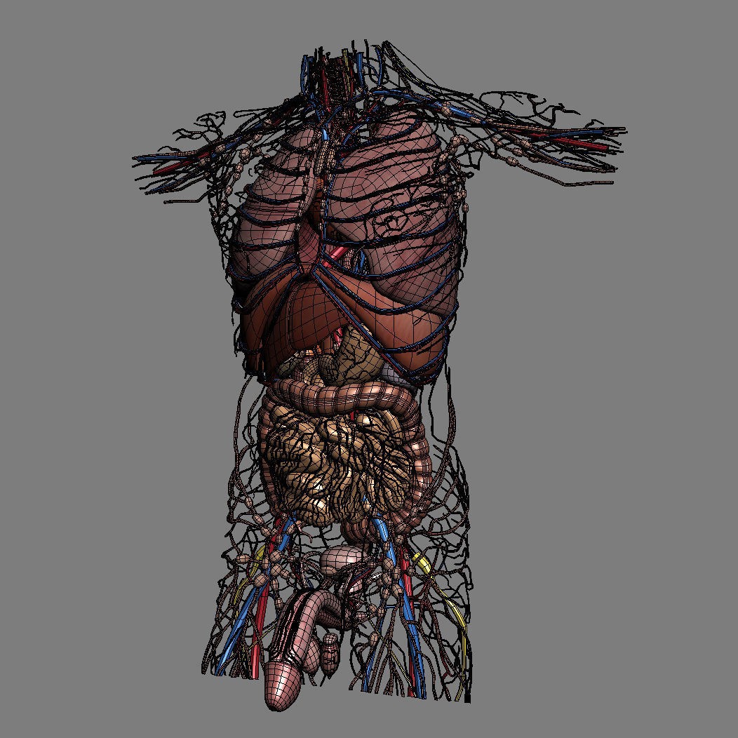 Human Male Torso 3D Model – Anatomically Accurate with PBR Textures - View 39