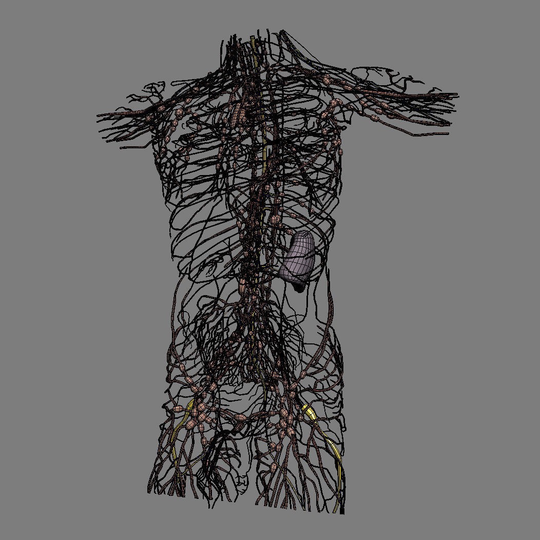 Human Male Torso 3D Model – Anatomically Accurate with PBR Textures - View 41