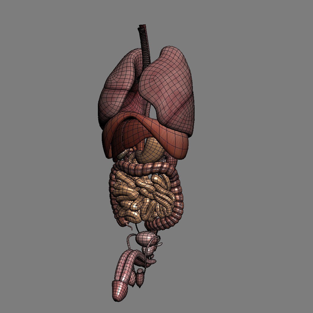 Human Male Torso 3D Model – Anatomically Accurate with PBR Textures - View 42