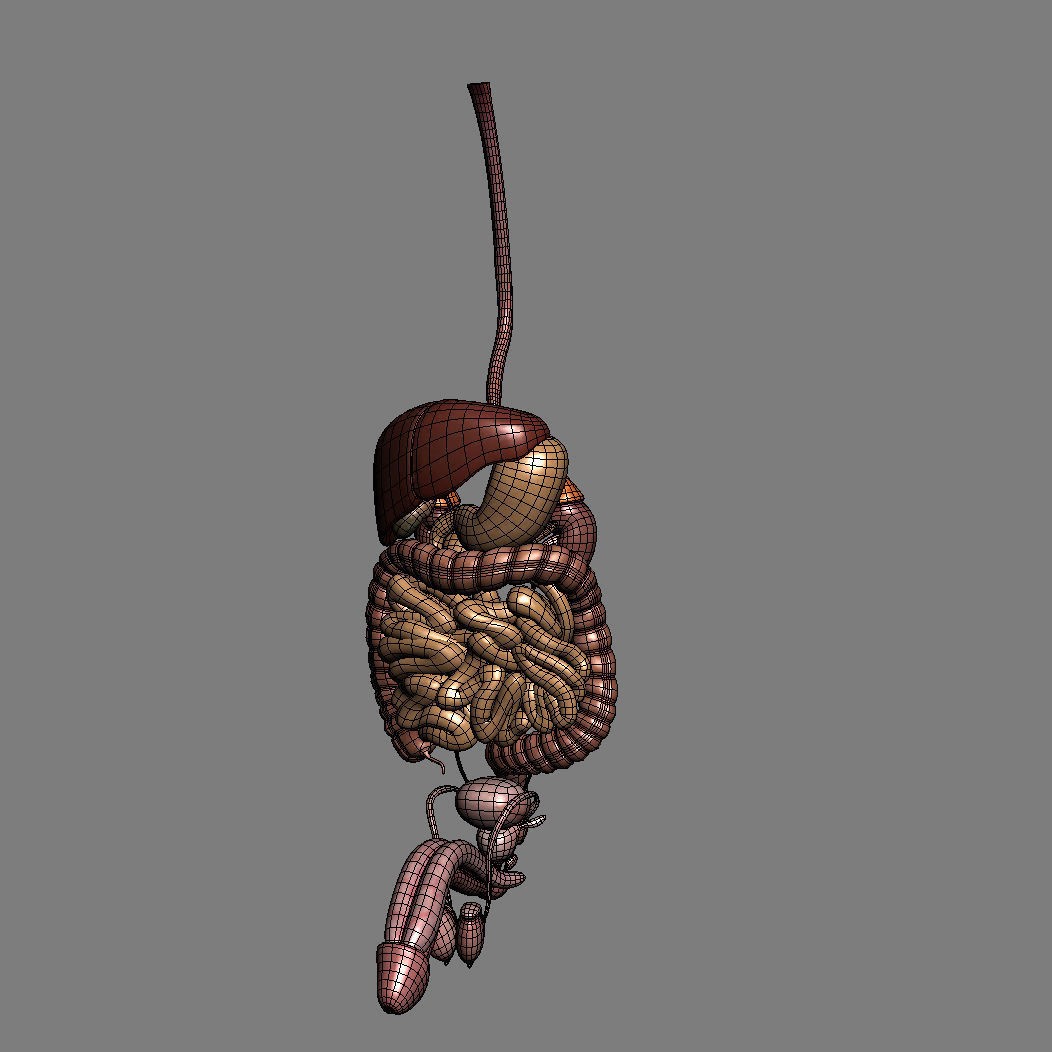 Human Male Torso 3D Model – Anatomically Accurate with PBR Textures - View 43