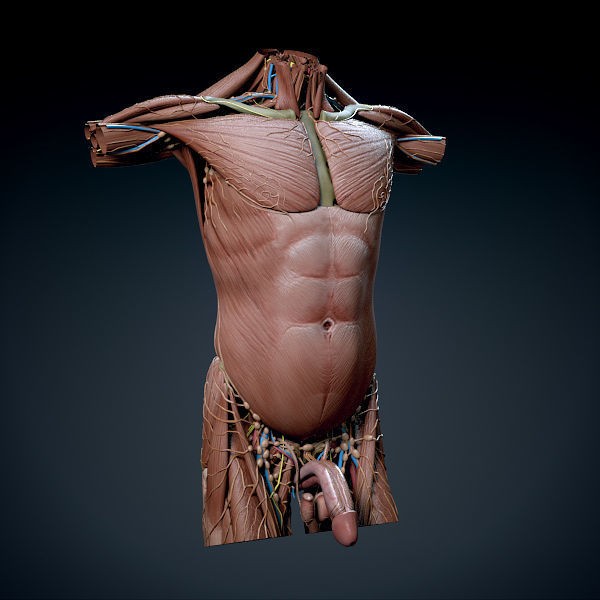 Human Male Torso 3D Model – Anatomically Accurate with PBR Textures - View 5