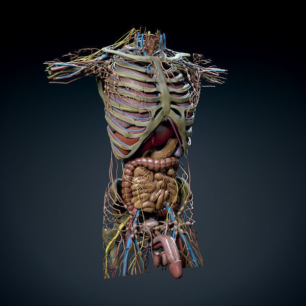 Human Male Torso 3D Model – Anatomically Accurate with PBR Textures - View 6