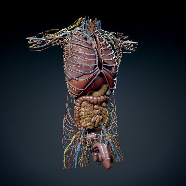 Human Male Torso 3D Model – Anatomically Accurate with PBR Textures - View 7