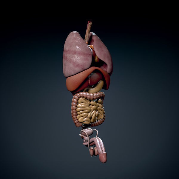 Human Male Torso 3D Model – Anatomically Accurate with PBR Textures - View 8