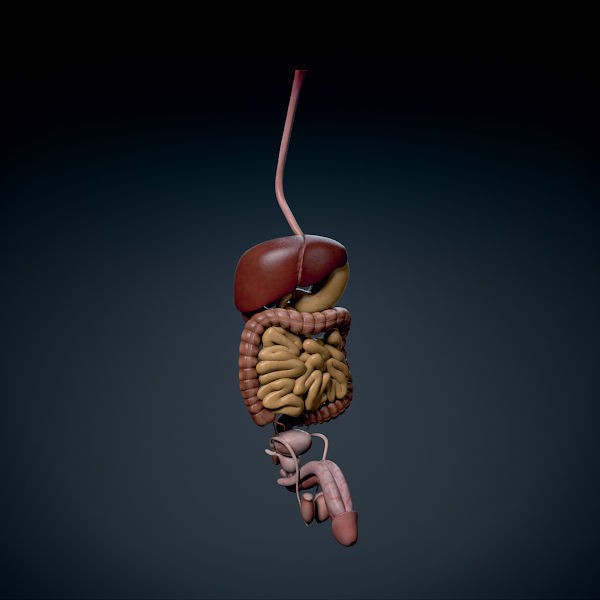 Human Male Torso 3D Model – Anatomically Accurate with PBR Textures - View 9