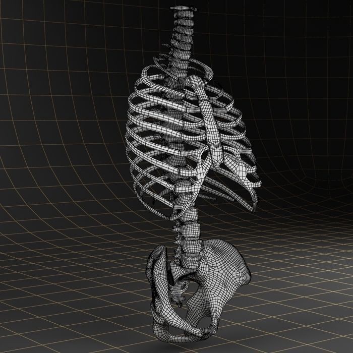 Anatomy Skeleton 3D Model – Realistic Pelvis, Spine, Ribs, FBX