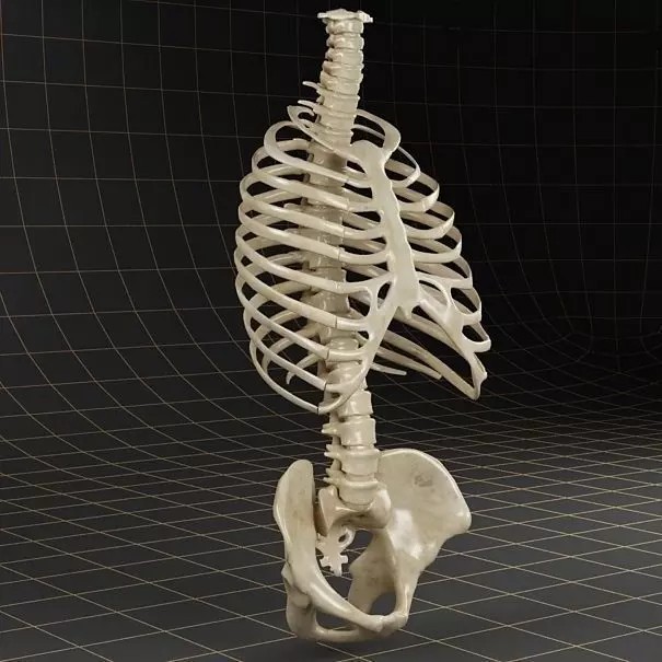 Anatomy Skeleton 3D Model – Realistic Pelvis, Spine, Ribs, FBX - View 2