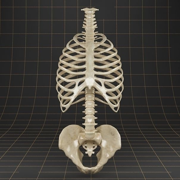Anatomy Skeleton 3D Model – Realistic Pelvis, Spine, Ribs, FBX - View 3