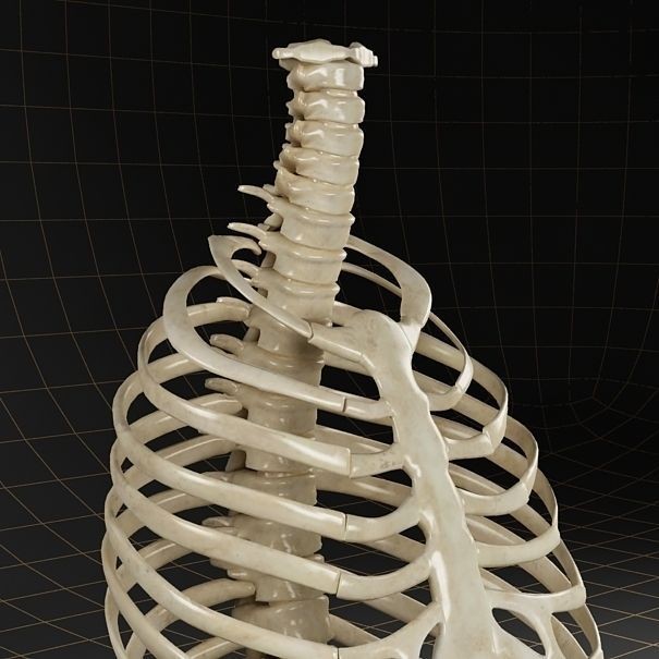 Anatomy Skeleton 3D Model – Realistic Pelvis, Spine, Ribs, FBX - View 4