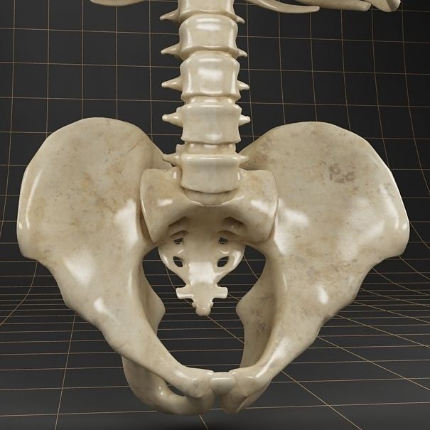 Anatomy Skeleton 3D Model – Realistic Pelvis, Spine, Ribs, FBX - View 5