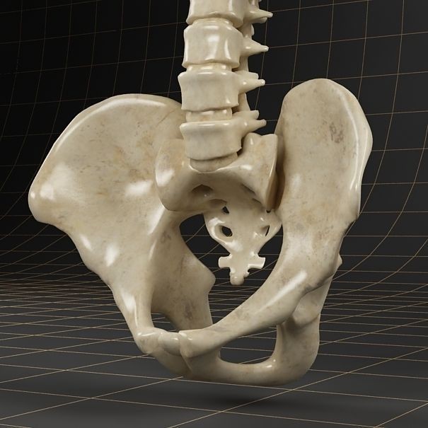 Anatomy Skeleton 3D Model – Realistic Pelvis, Spine, Ribs, FBX - View 6
