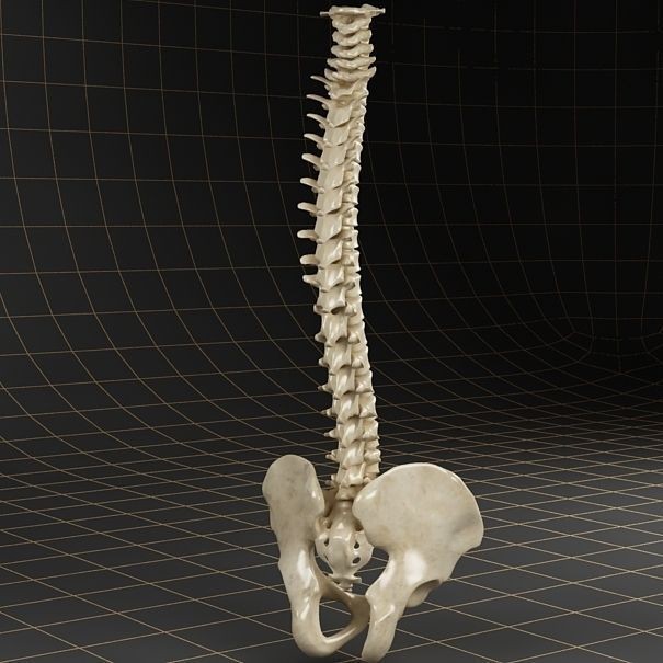 Anatomy Skeleton 3D Model – Realistic Pelvis, Spine, Ribs, FBX - View 7