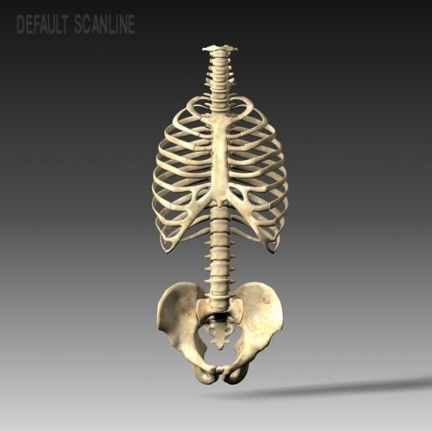 Anatomy Skeleton 3D Model – Realistic Pelvis, Spine, Ribs, FBX - View 8