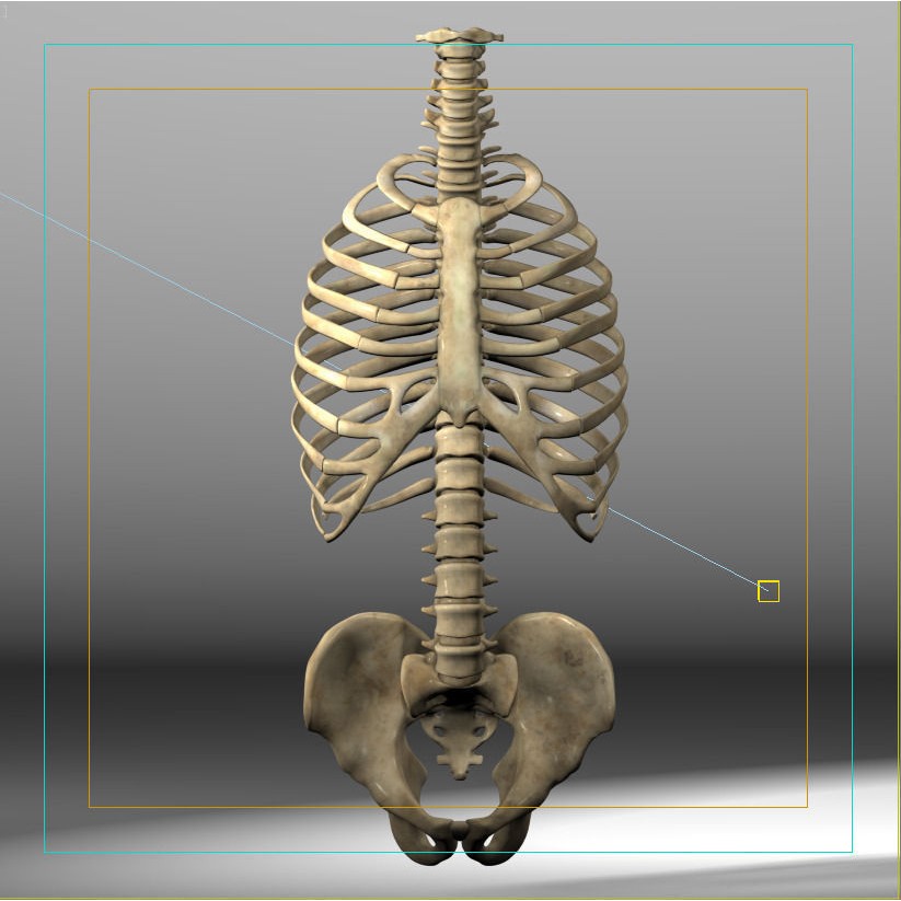 Anatomy Skeleton 3D Model – Realistic Pelvis, Spine, Ribs, FBX - View 9