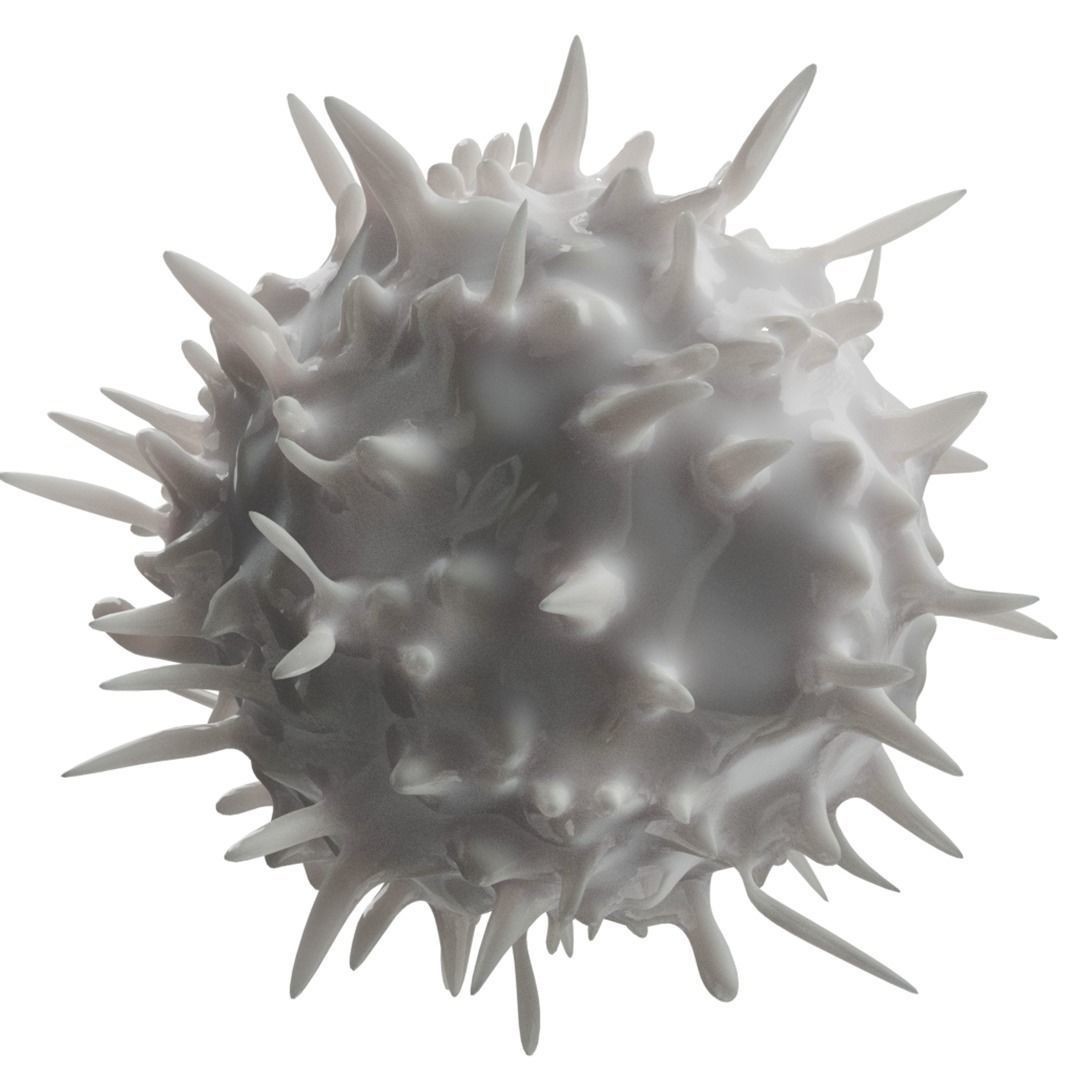 Lymphocytes 3D Model – Detailed Medical Asset, PBR Textures, OBJ - View 11