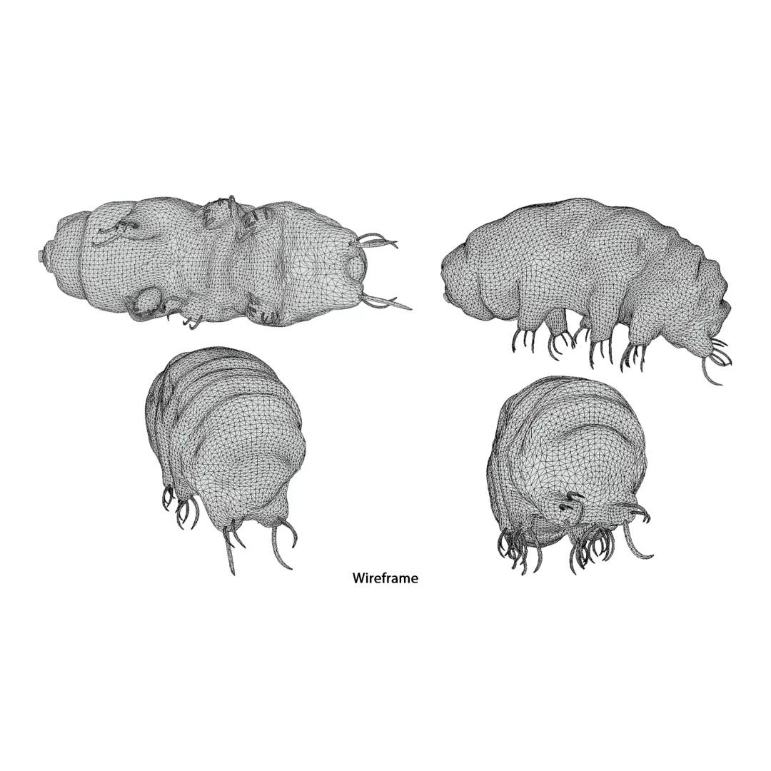Tardigrade Water Bear 3D Model – Animated Rigged PBR Asset, FBX