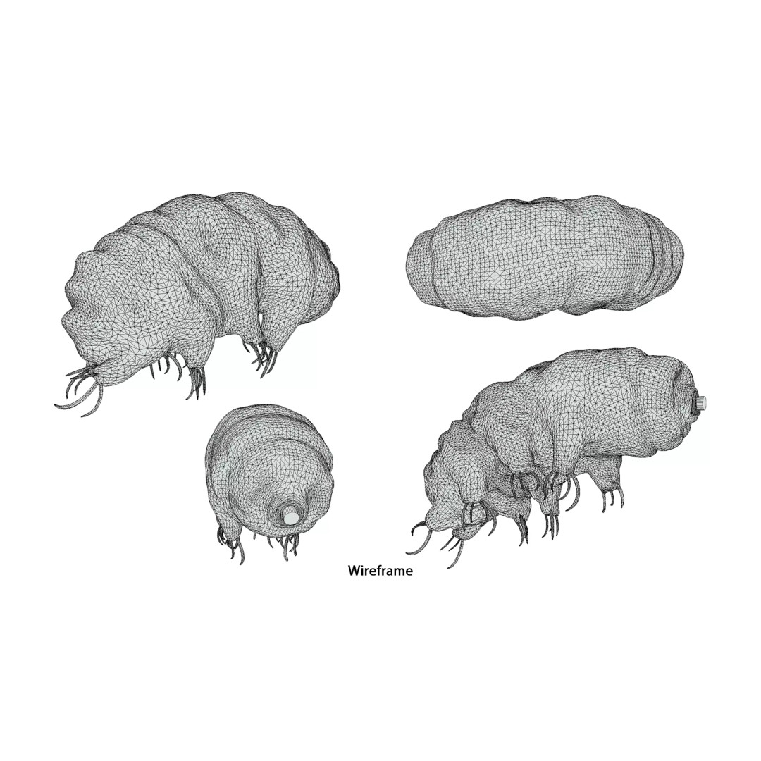 Tardigrade Water Bear 3D Model – Animated Rigged PBR Asset, FBX - View 11