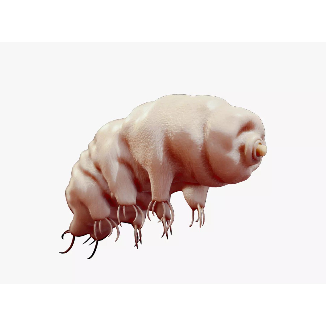 Tardigrade Water Bear 3D Model – Animated Rigged PBR Asset, FBX - View 2