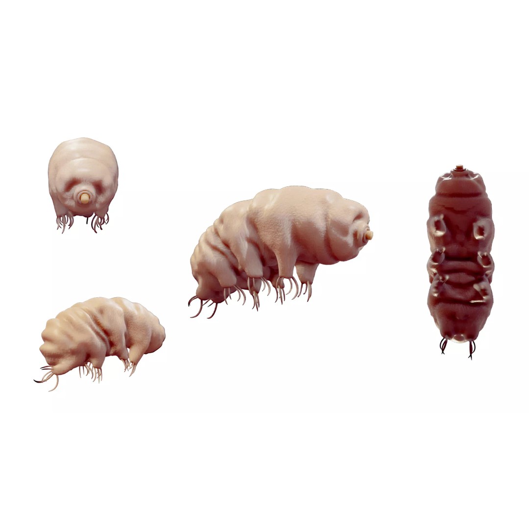 Tardigrade Water Bear 3D Model – Animated Rigged PBR Asset, FBX - View 3