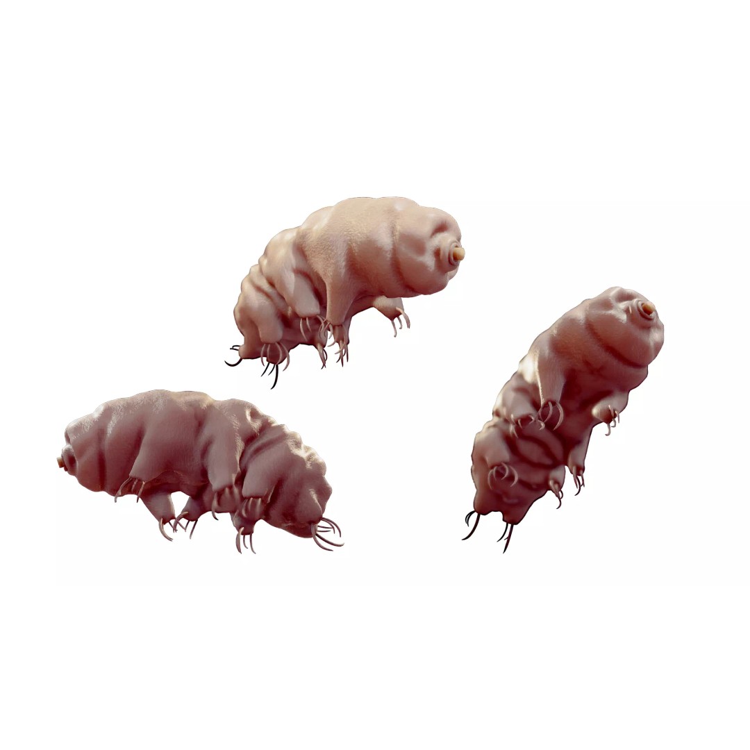 Tardigrade Water Bear 3D Model – Animated Rigged PBR Asset, FBX - View 4