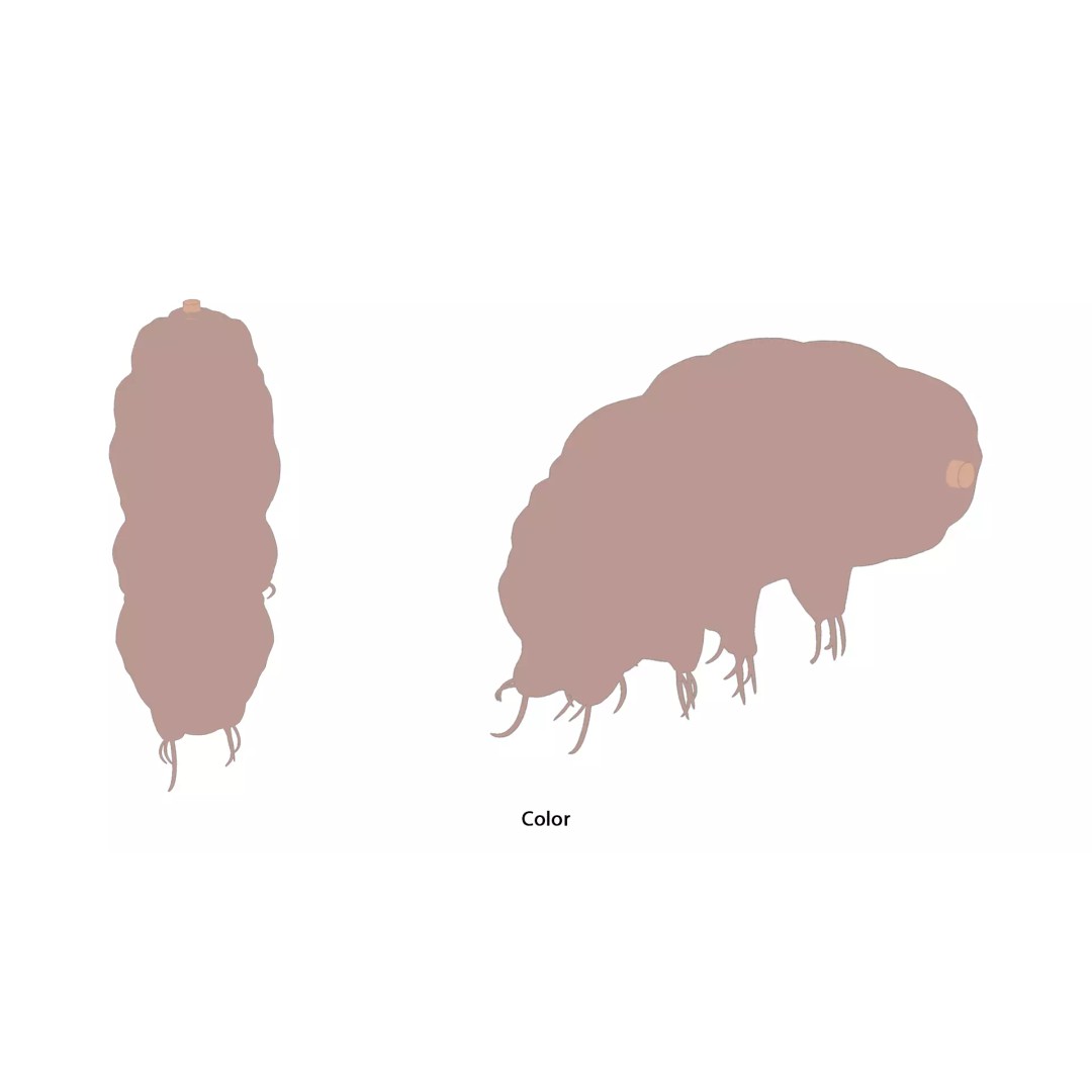 Tardigrade Water Bear 3D Model – Animated Rigged PBR Asset, FBX - View 5