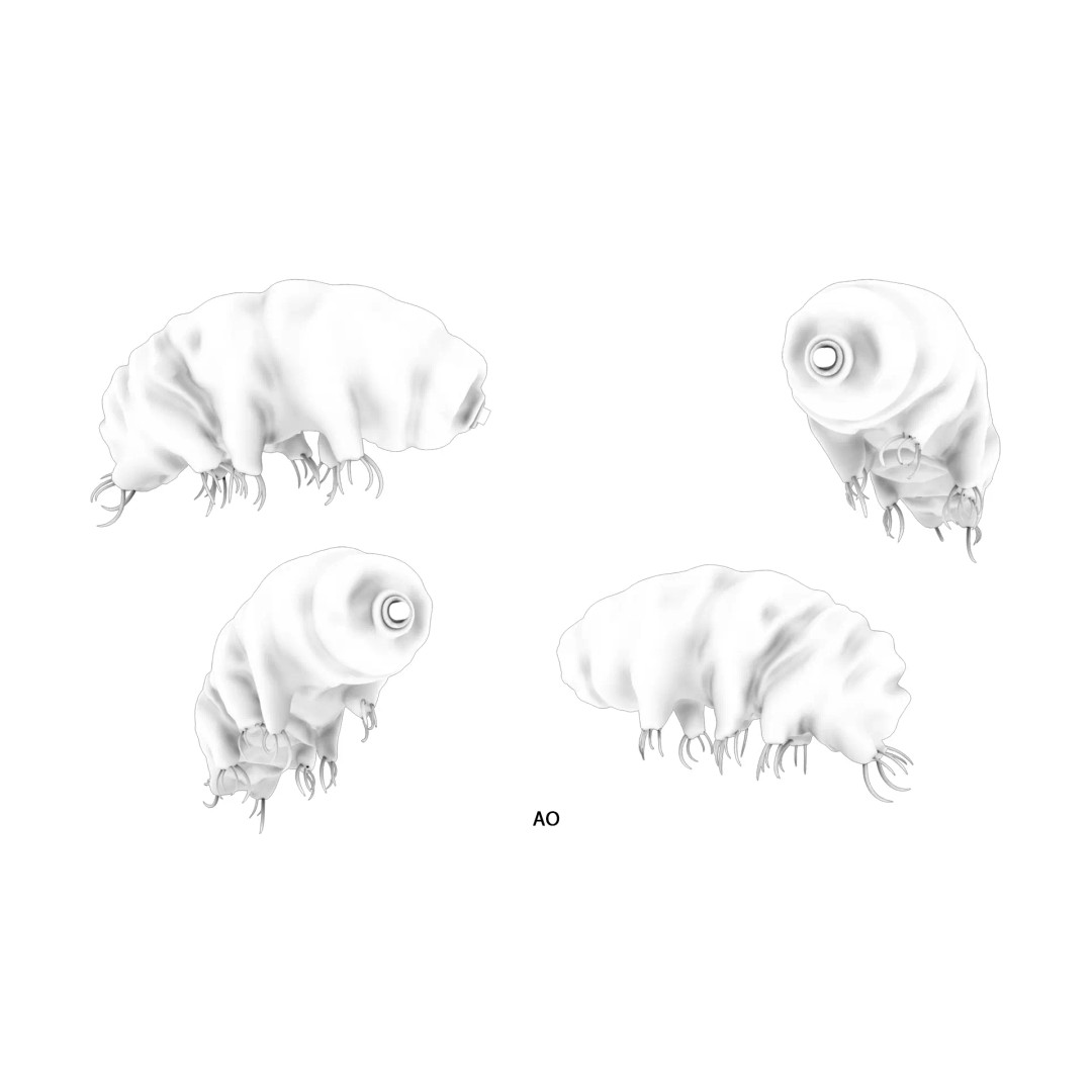 Tardigrade Water Bear 3D Model – Animated Rigged PBR Asset, FBX - View 6