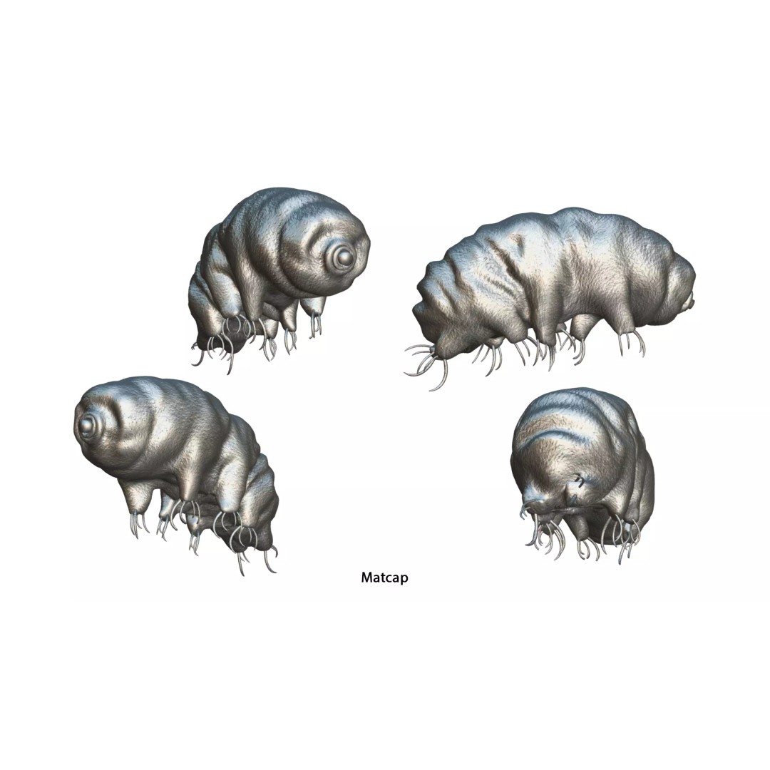 Tardigrade Water Bear 3D Model – Animated Rigged PBR Asset, FBX - View 7