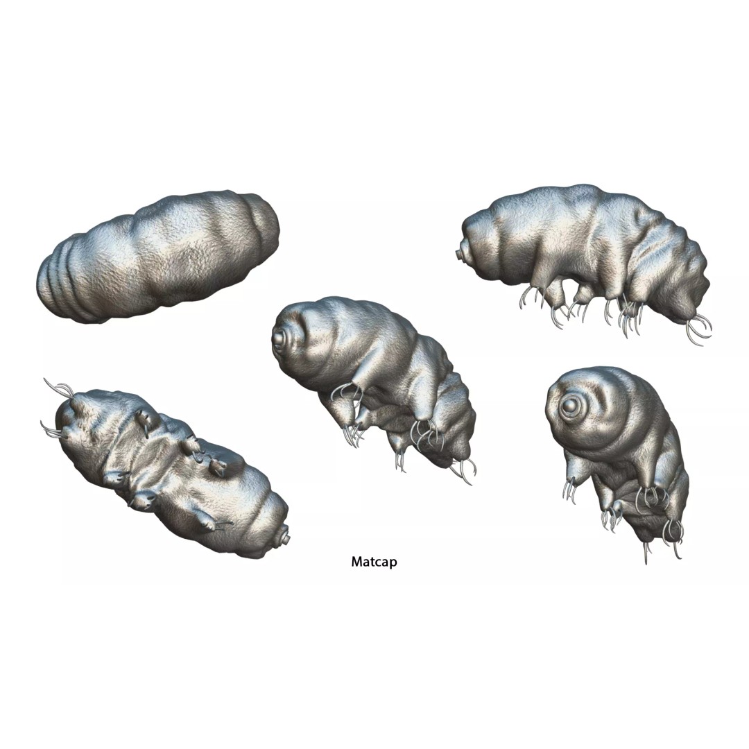 Tardigrade Water Bear 3D Model – Animated Rigged PBR Asset, FBX - View 8
