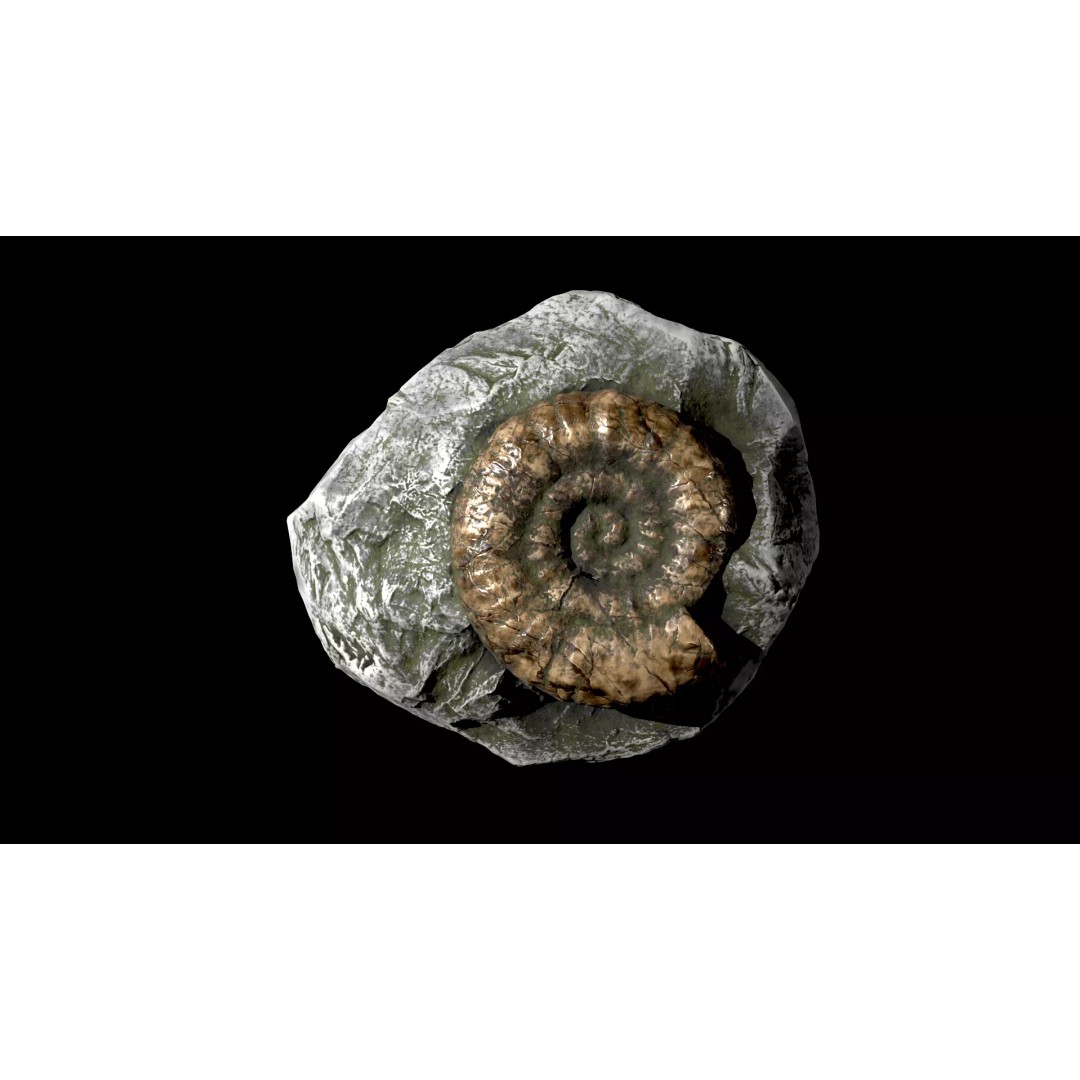 Ammonite Fossil 3D Model – Game Ready Low-Poly Asset, FBX