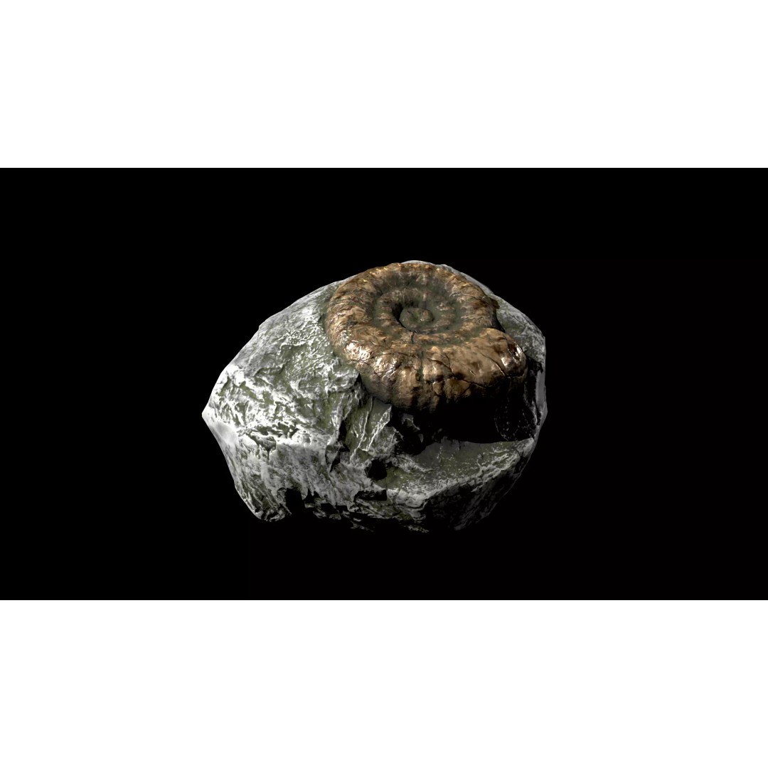 Ammonite Fossil 3D Model – Game Ready Low-Poly Asset, FBX - View 2