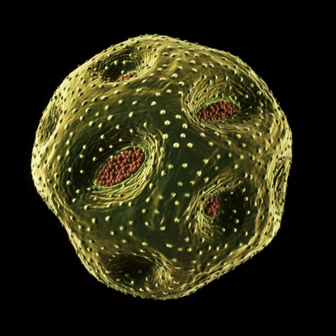 Rose Pollen 3D Model – Detailed Biological Visualization, PBR Textures