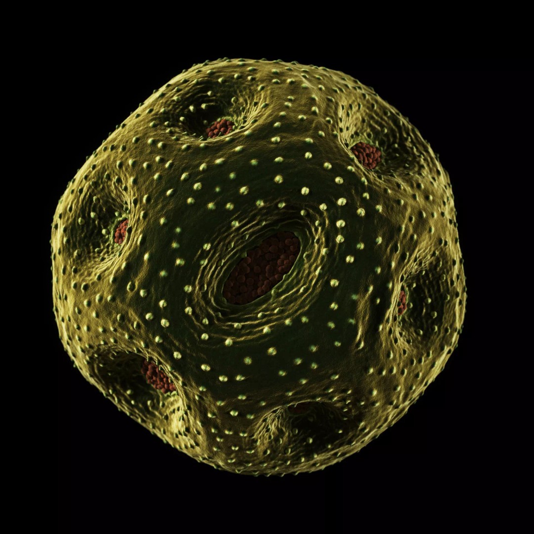Rose Pollen 3D Model – Detailed Biological Visualization, PBR Textures - View 10