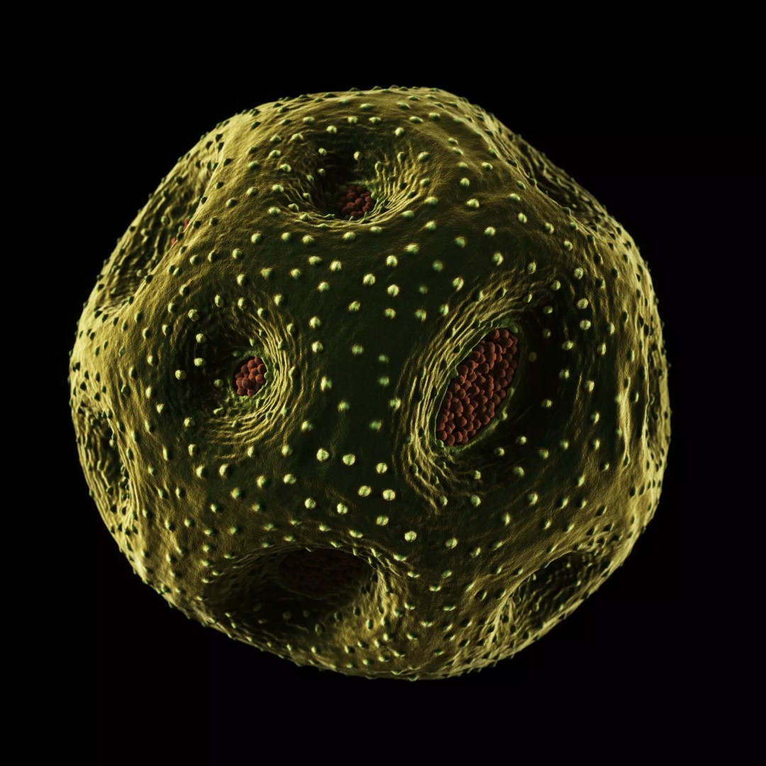 Rose Pollen 3D Model – Detailed Biological Visualization, PBR Textures - View 11