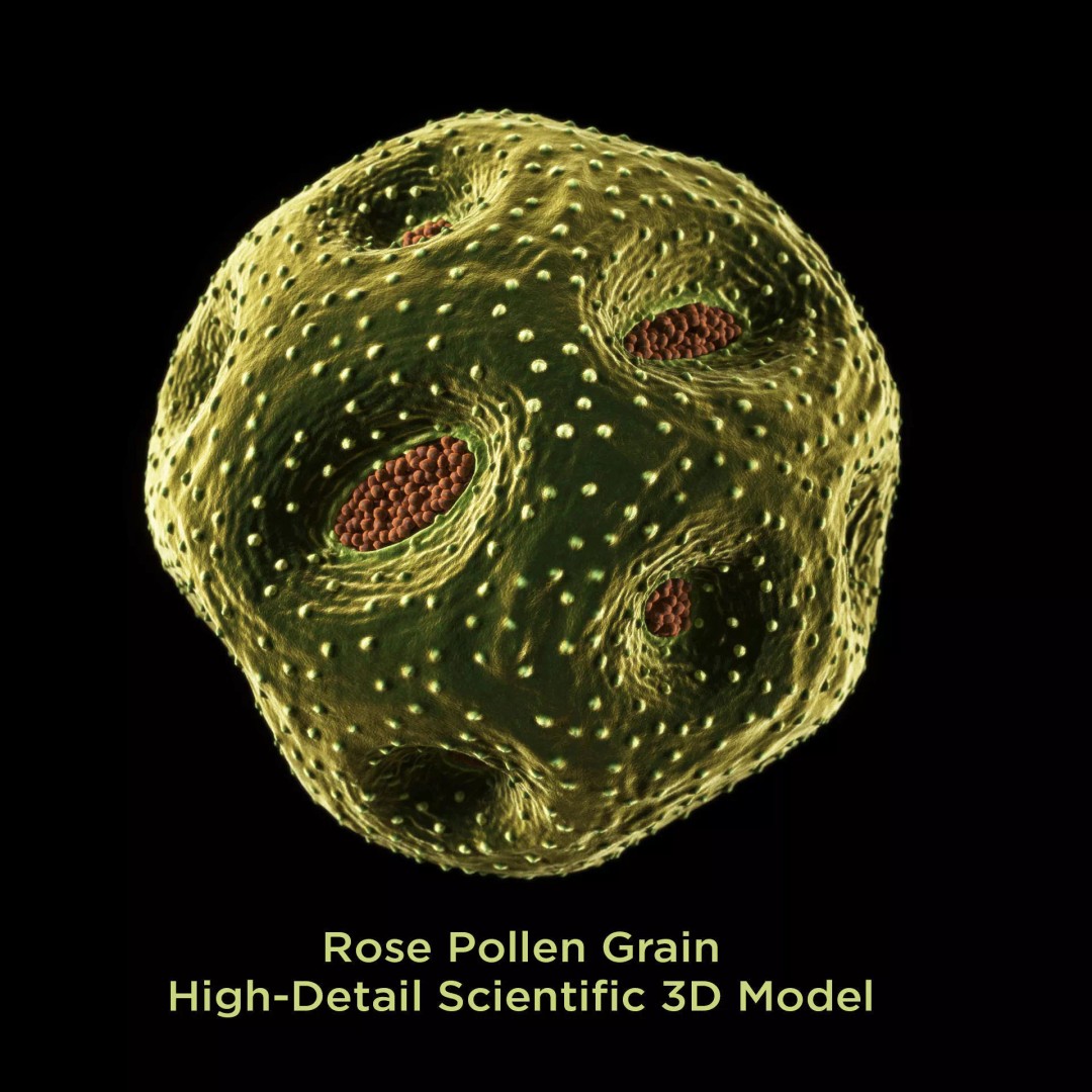 Rose Pollen 3D Model – Detailed Biological Visualization, PBR Textures - View 2