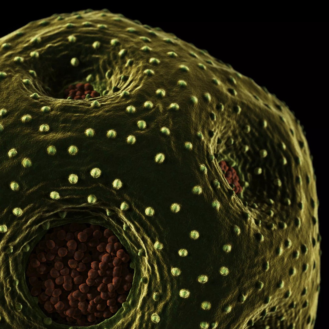 Rose Pollen 3D Model – Detailed Biological Visualization, PBR Textures - View 3