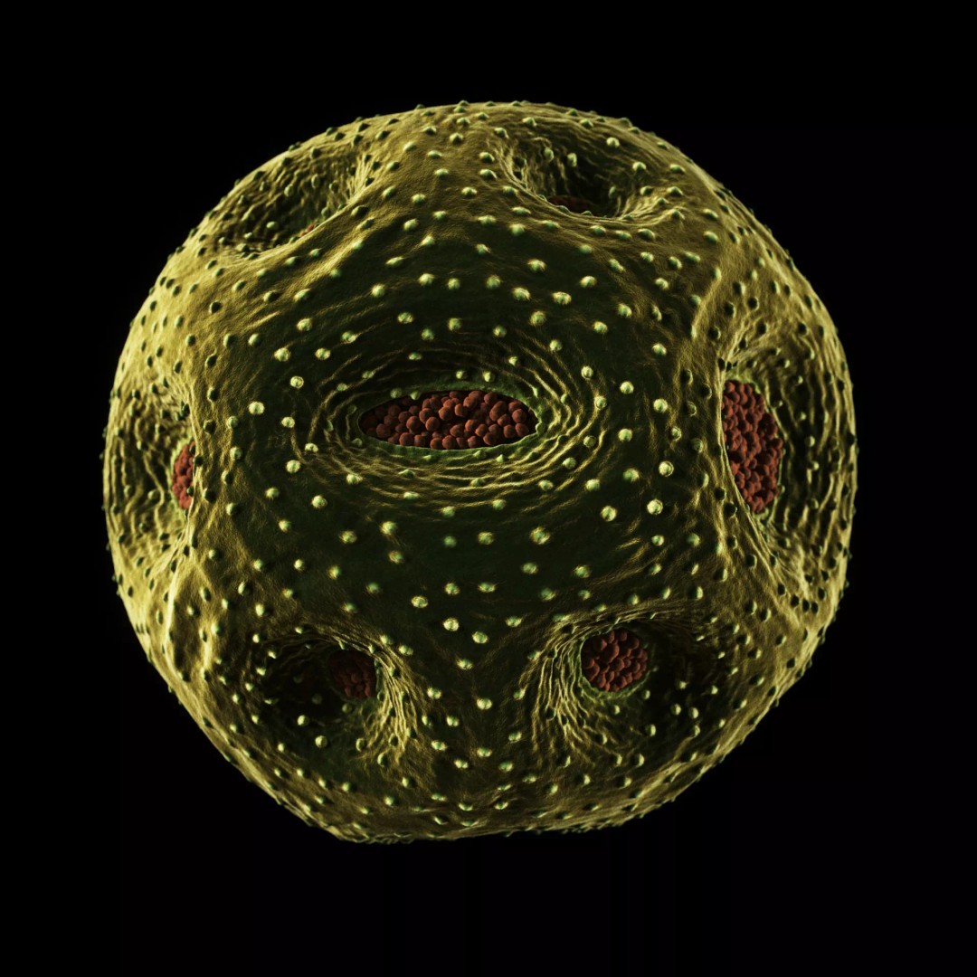 Rose Pollen 3D Model – Detailed Biological Visualization, PBR Textures - View 4