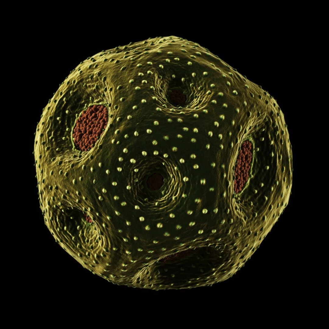 Rose Pollen 3D Model – Detailed Biological Visualization, PBR Textures - View 5