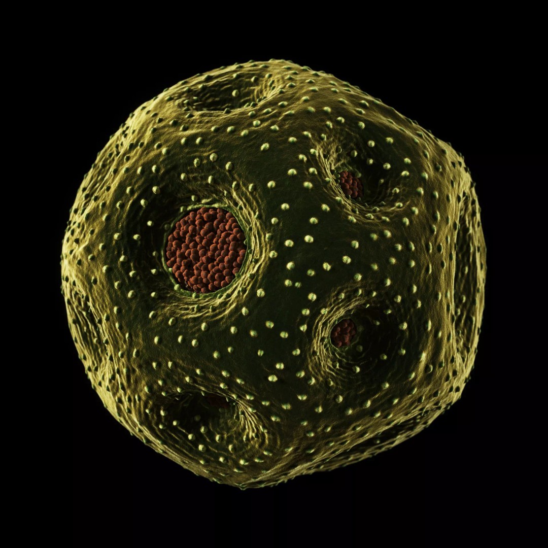 Rose Pollen 3D Model – Detailed Biological Visualization, PBR Textures - View 6