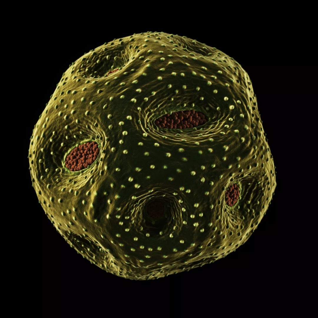 Rose Pollen 3D Model – Detailed Biological Visualization, PBR Textures - View 7