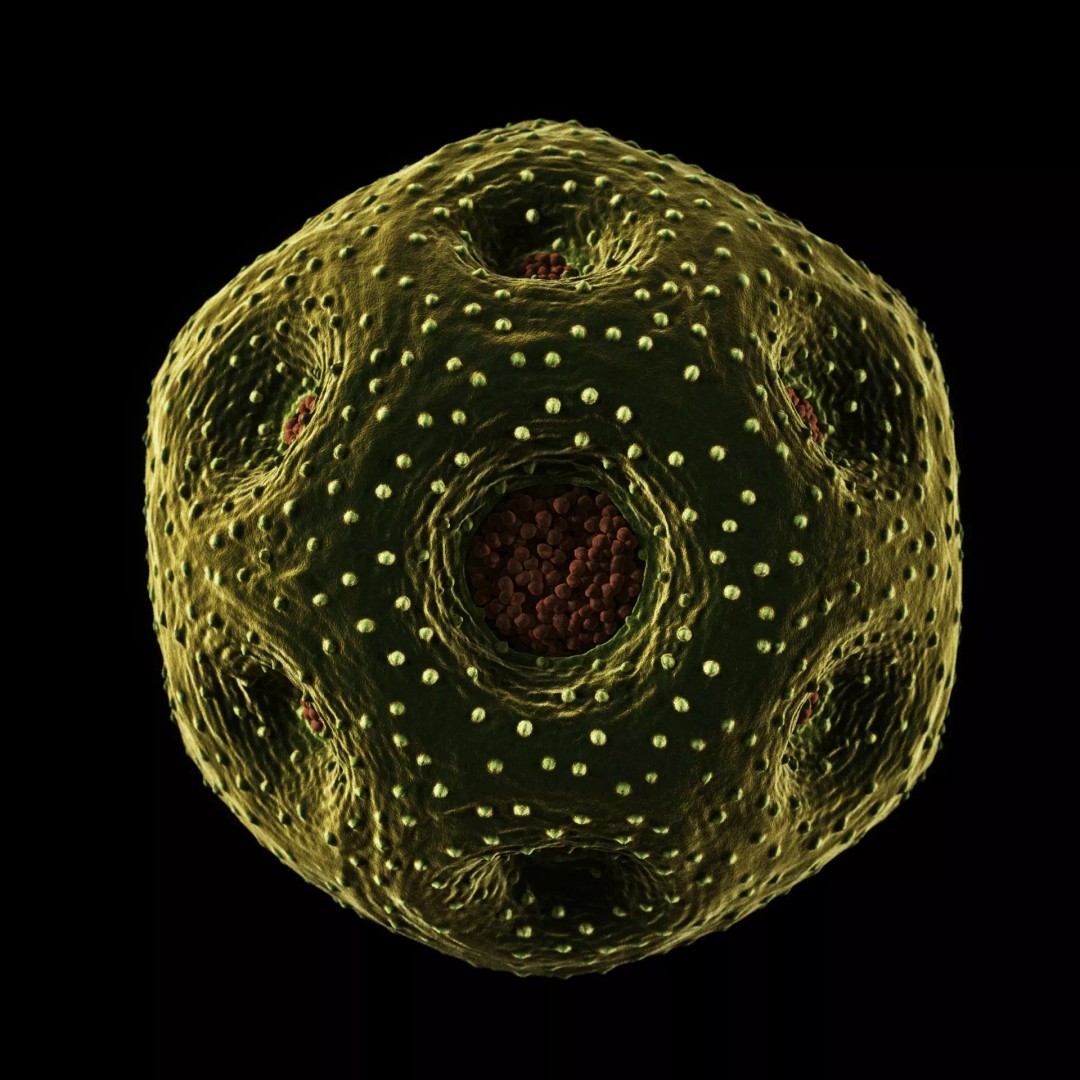Rose Pollen 3D Model – Detailed Biological Visualization, PBR Textures - View 8