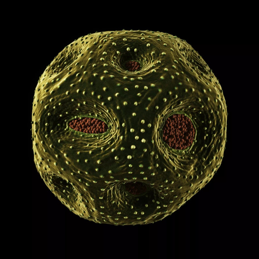 Rose Pollen 3D Model – Detailed Biological Visualization, PBR Textures - View 9