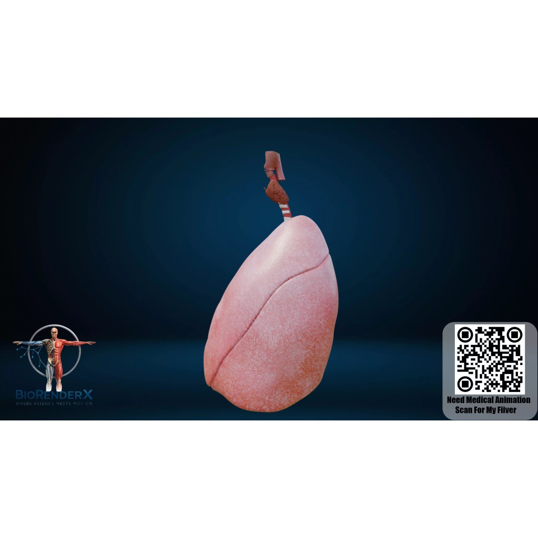 Human Respiratory System 3D Model – Low Poly Medical Asset, FBX