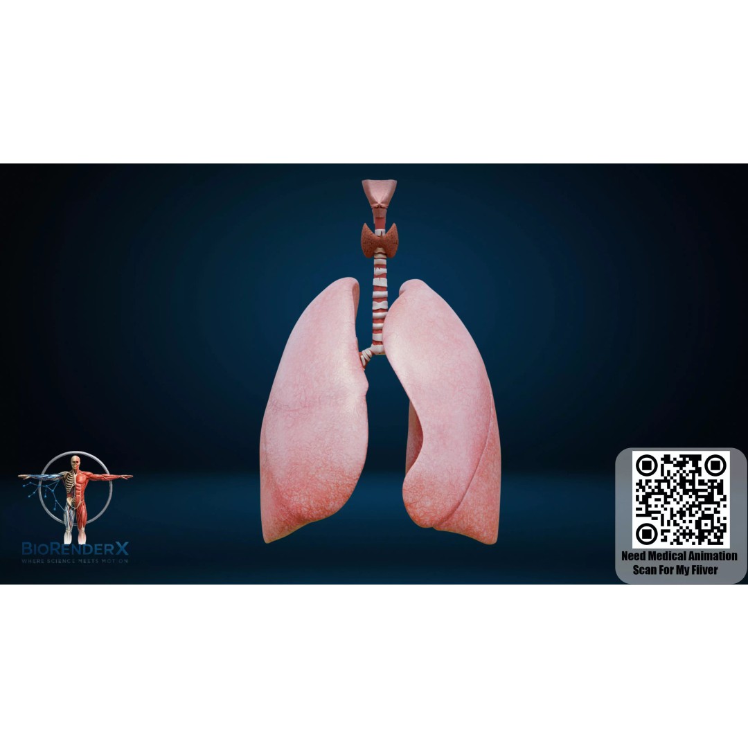 Human Respiratory System 3D Model – Low Poly Medical Asset, FBX - View 2